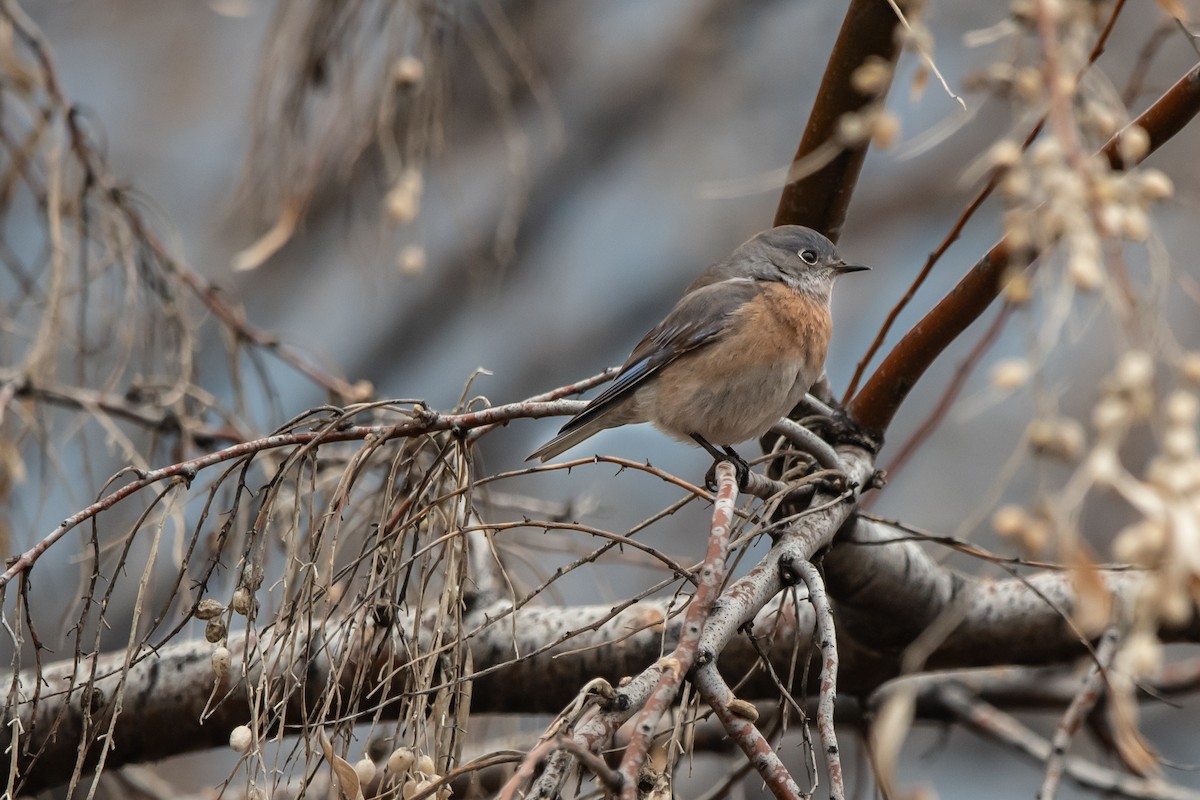 Западная сиалия - ML650398981