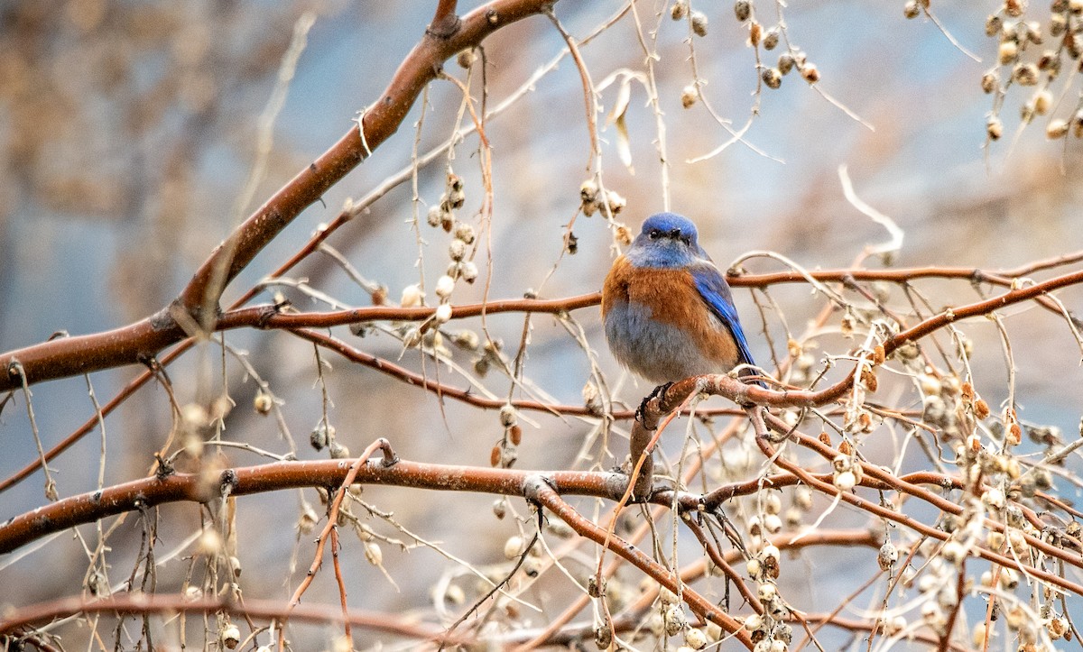 Западная сиалия - ML650398982