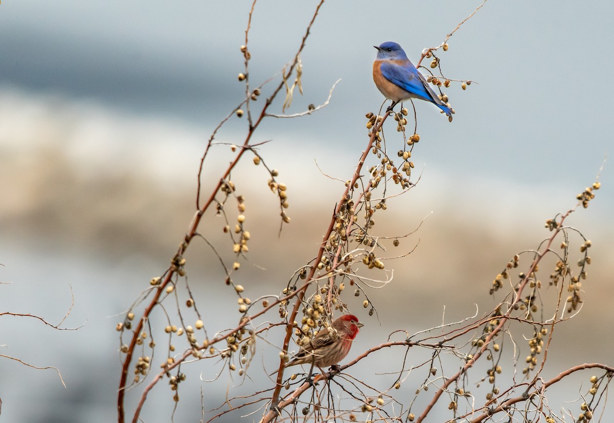 Западная сиалия - ML650398983