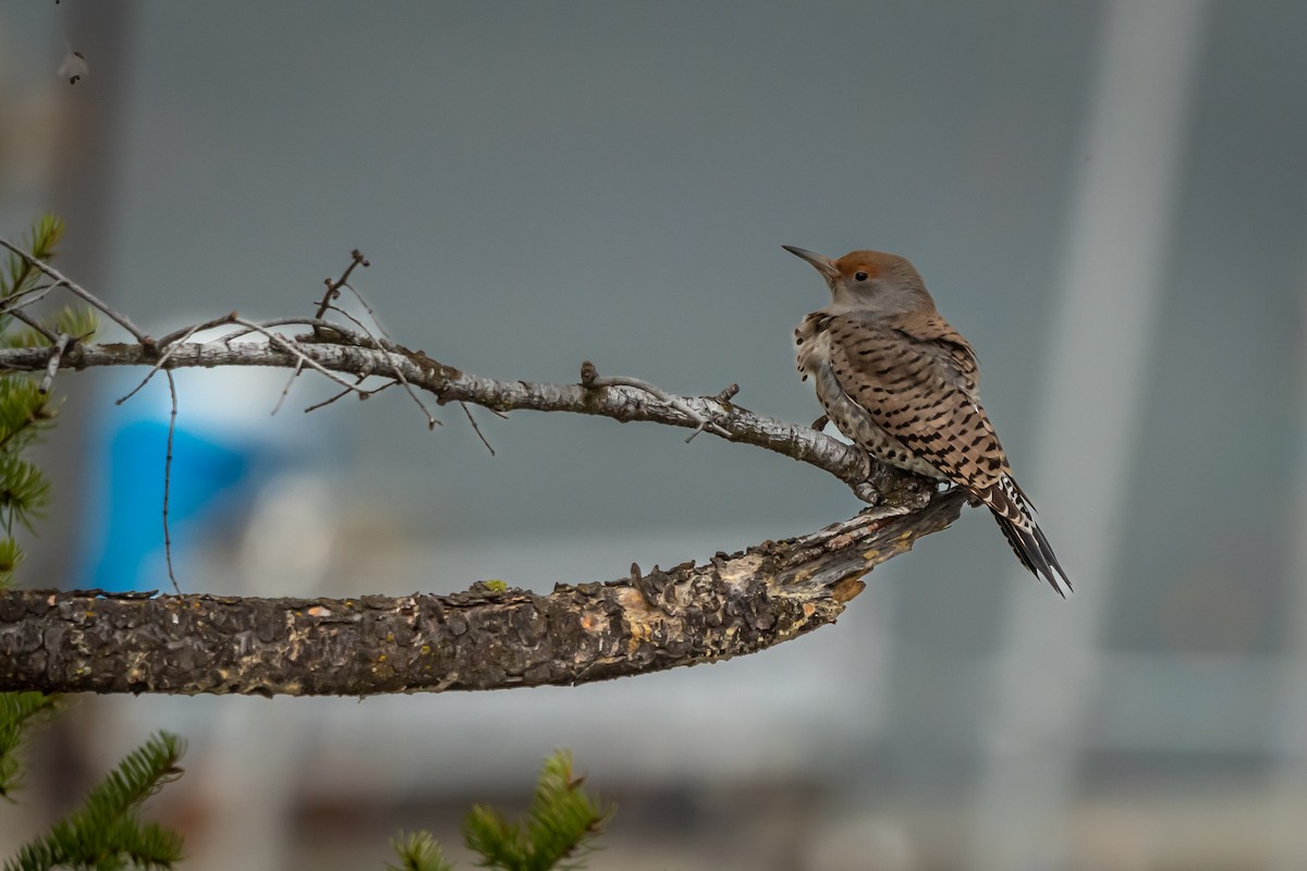 Шилоклювый дятел [группа cafer] - ML650398995