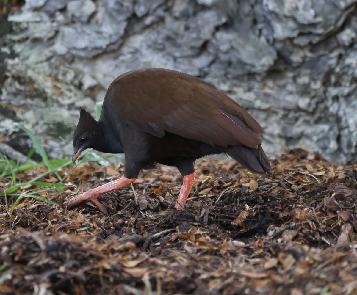 Talégalo de Reinwardt - ML650399150