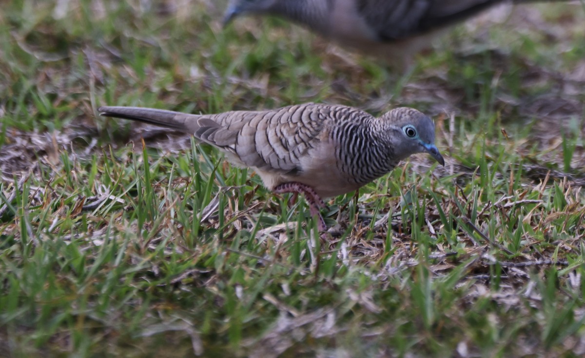 Tortolita Plácida - ML650399176