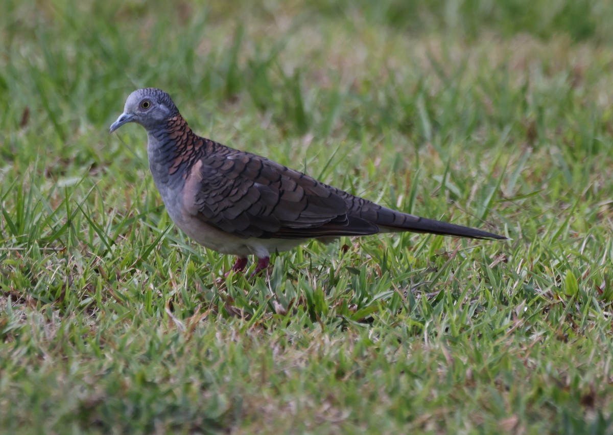 Tortolita Humeral - ML650399200