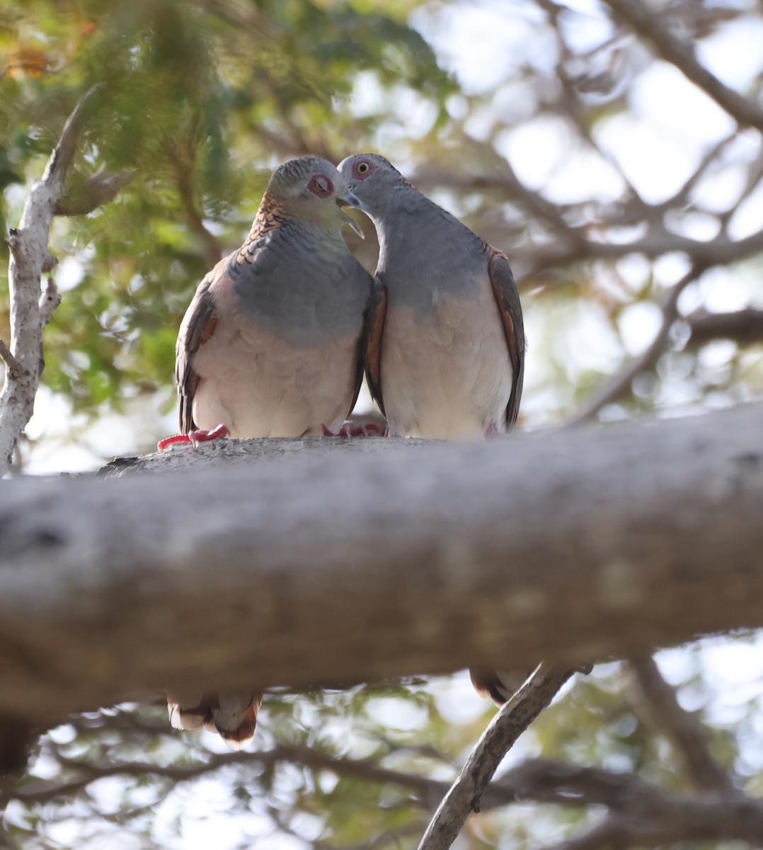 Tortolita Humeral - ML650399201