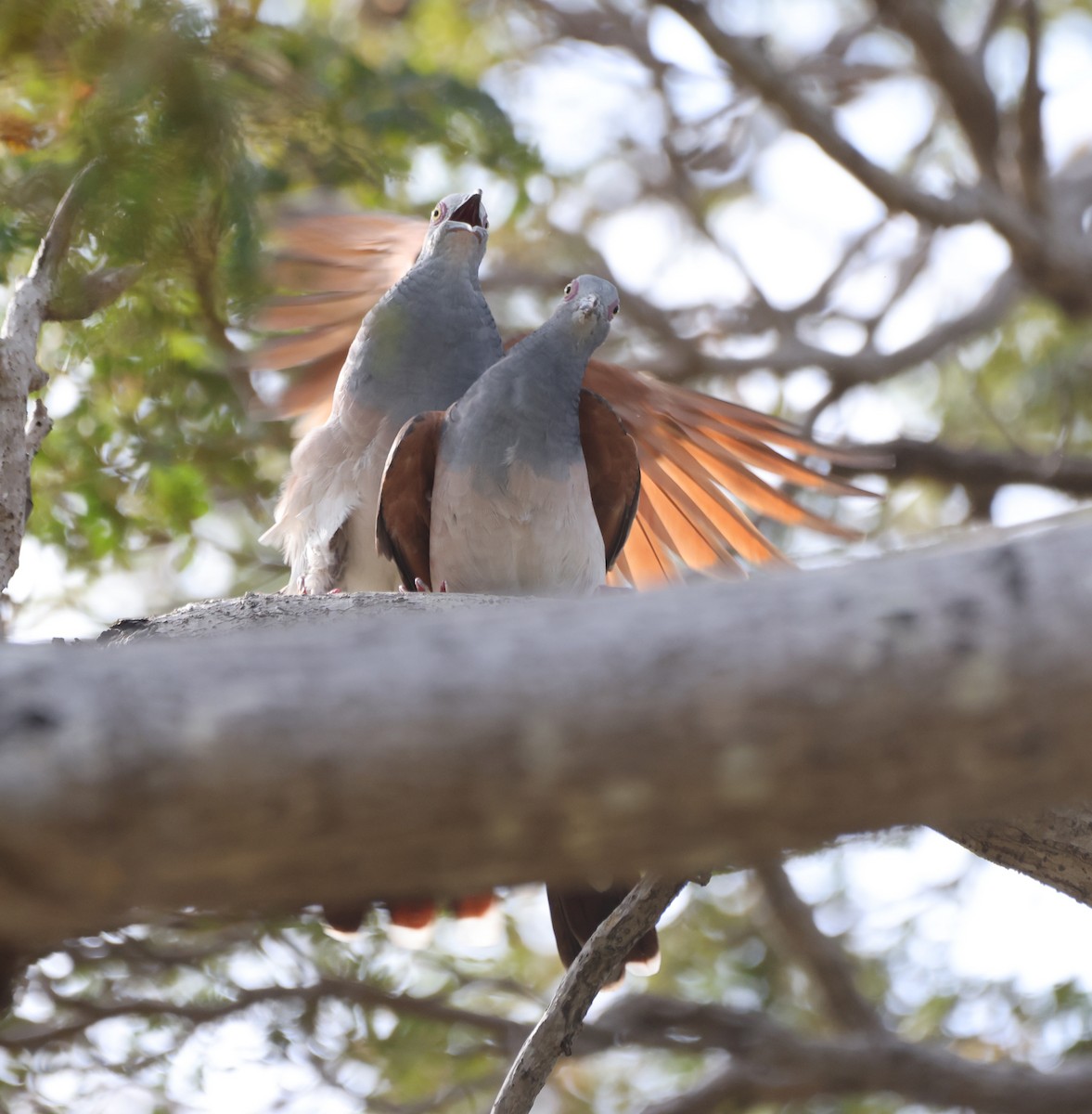 Tortolita Humeral - ML650399203