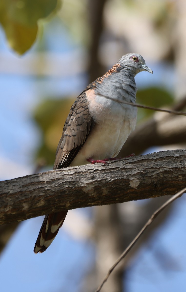 Tortolita Humeral - ML650399204