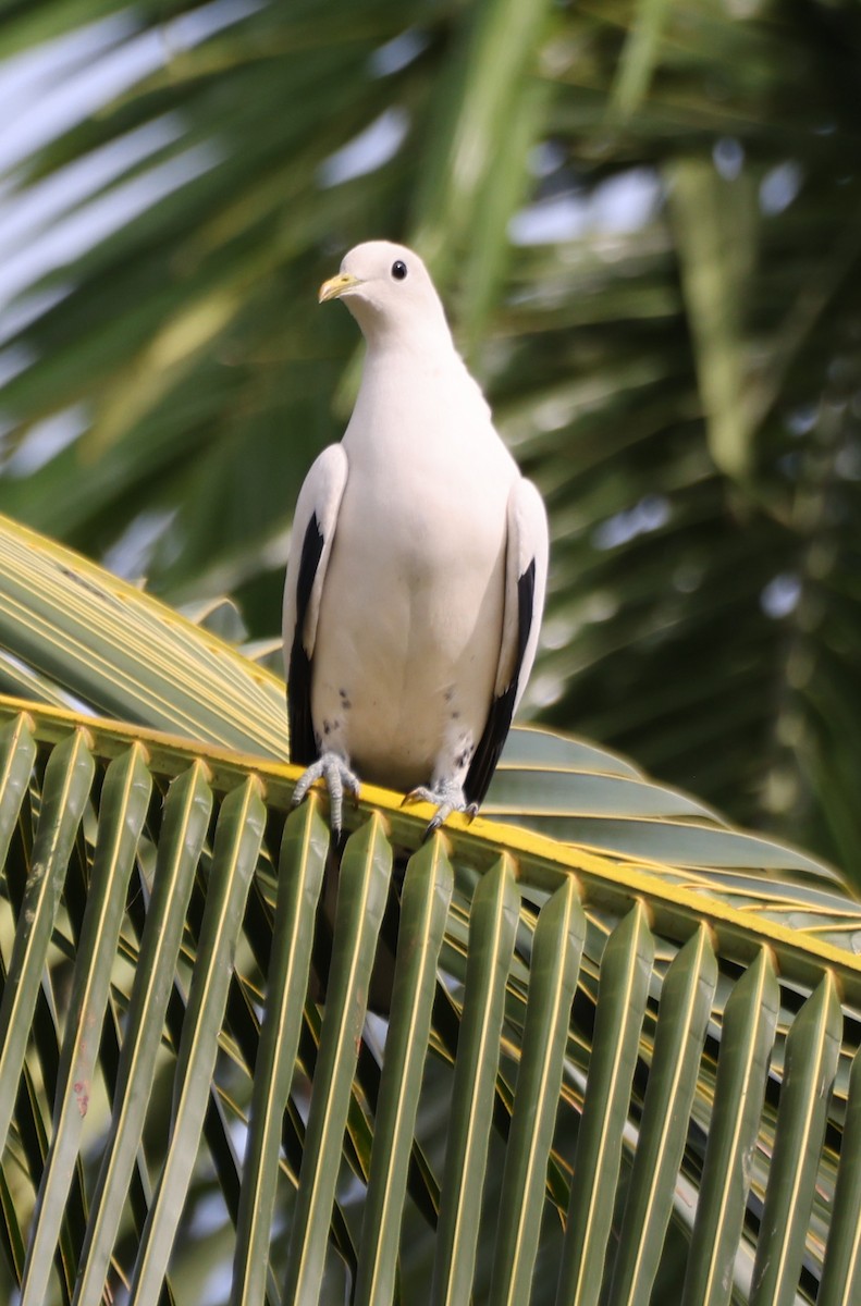 Dúcula Australiana - ML650399214