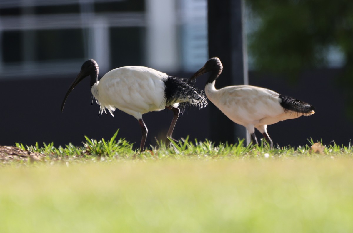 Ibis Moluqueño - ML650399238