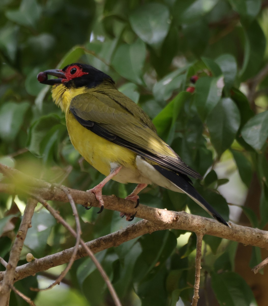 Papafigos de Vieillot - ML650399258