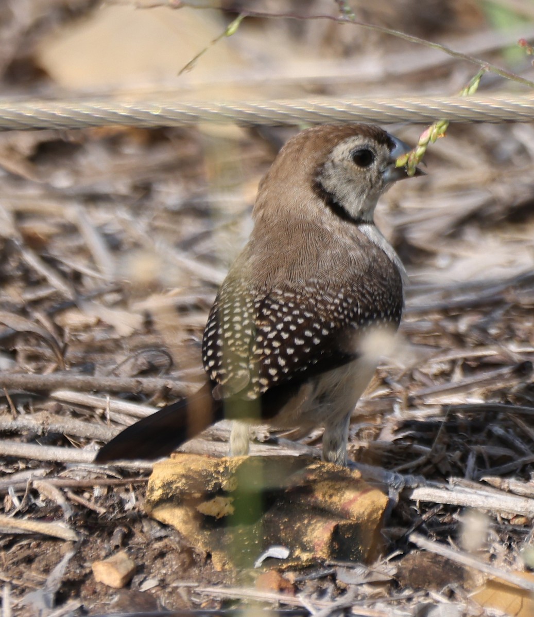Diamante de Bicheno - ML650399278
