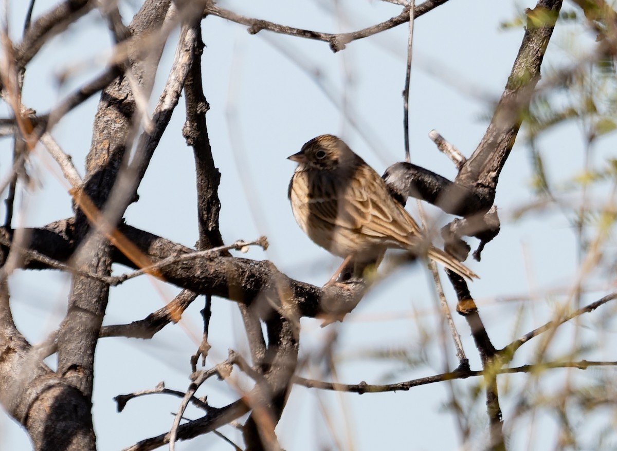 Пасовник польовий - ML650399315