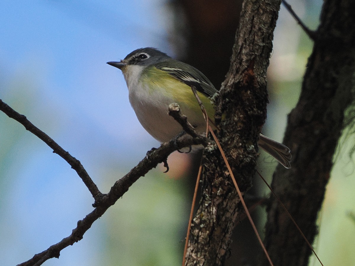 Віреон сизоголовий - ML650399367