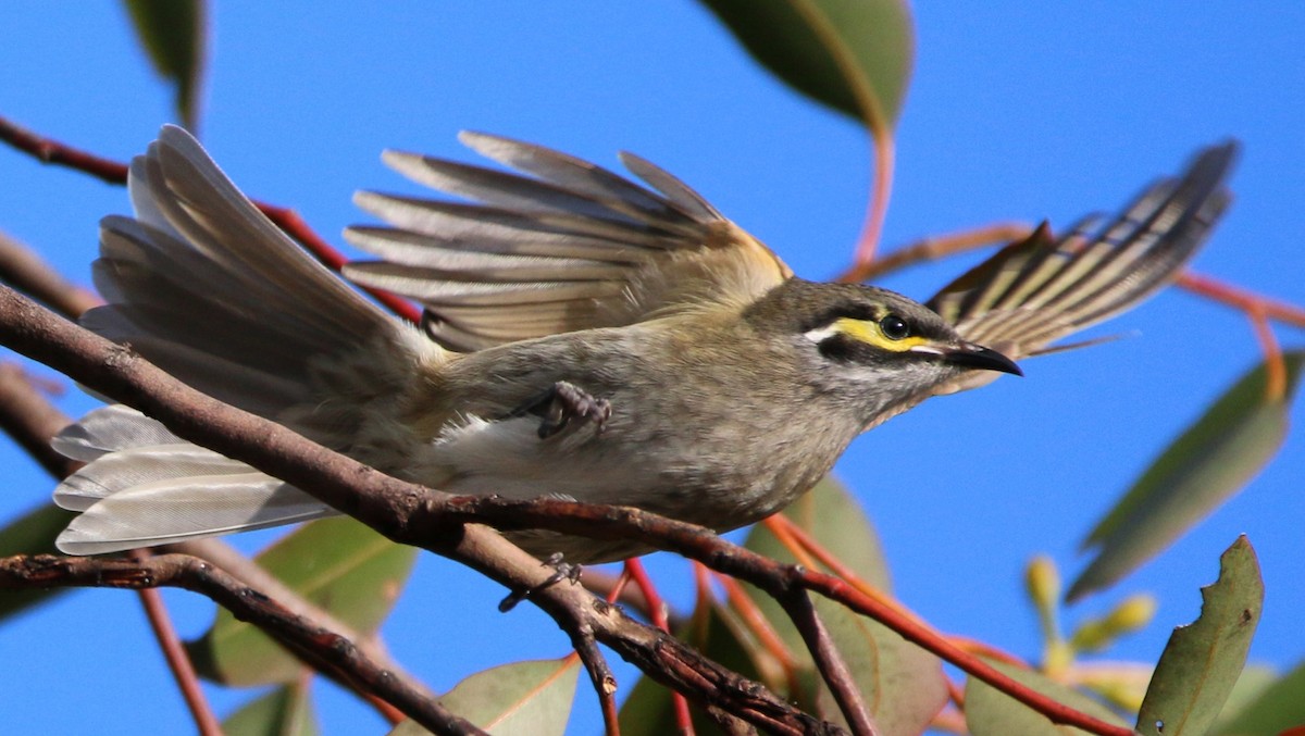 Yellow-faced Honeyeater - ML65039941