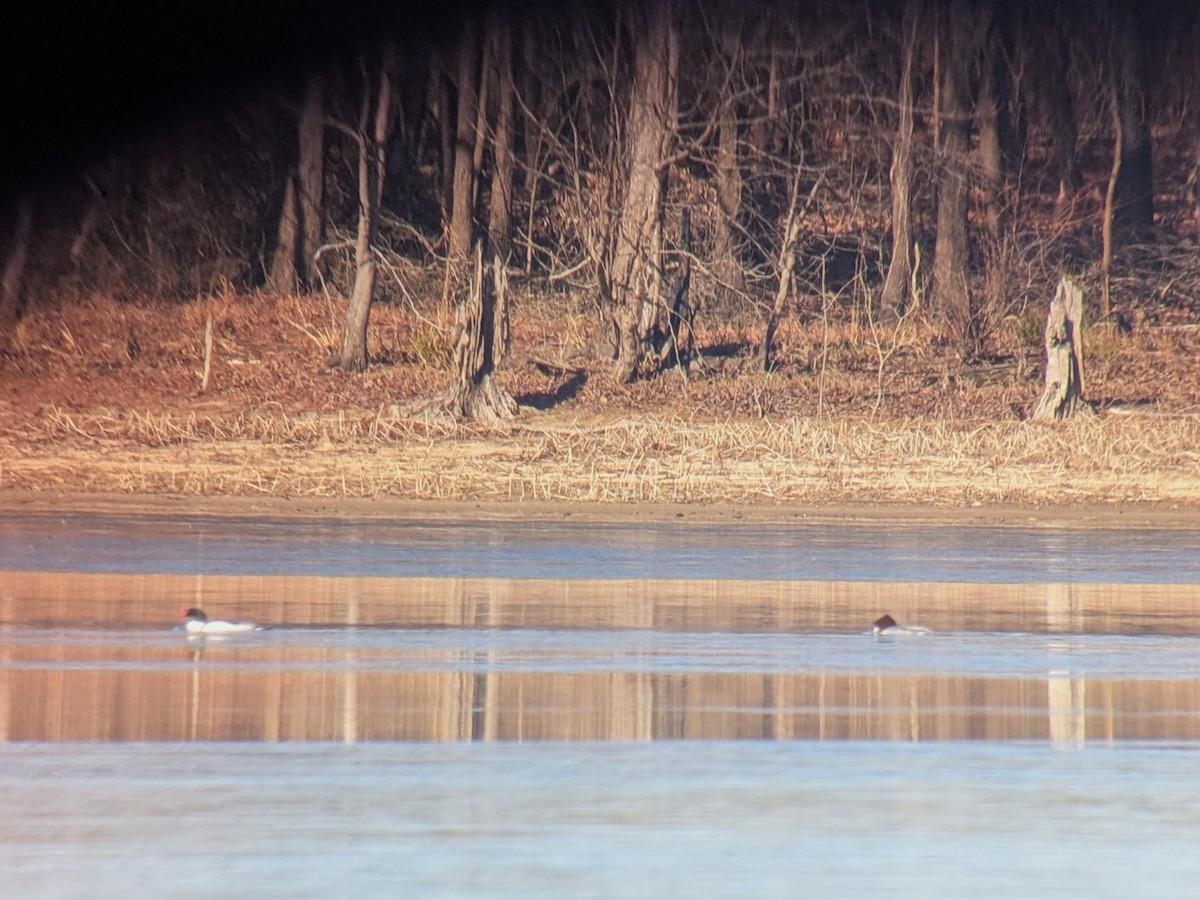 laksand - ML650399598