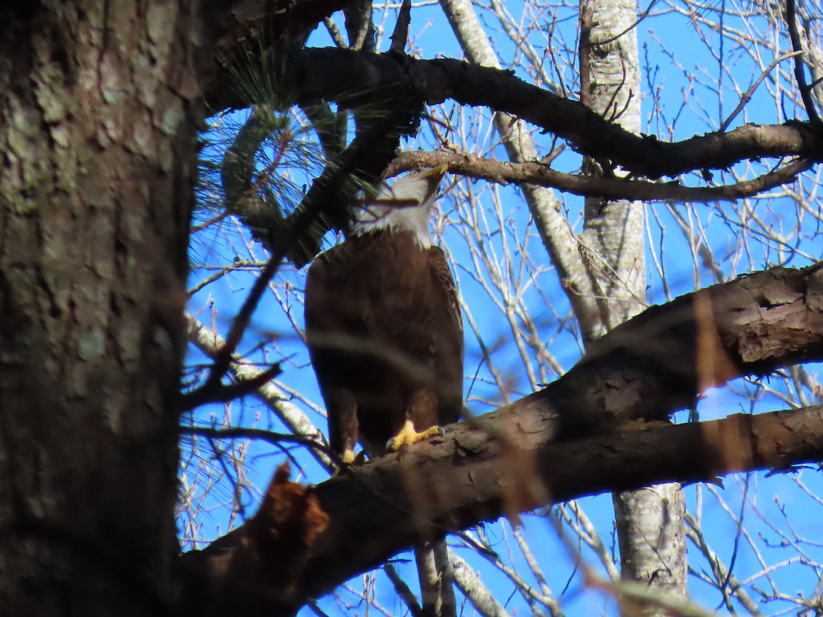 hvithodehavørn - ML650399814