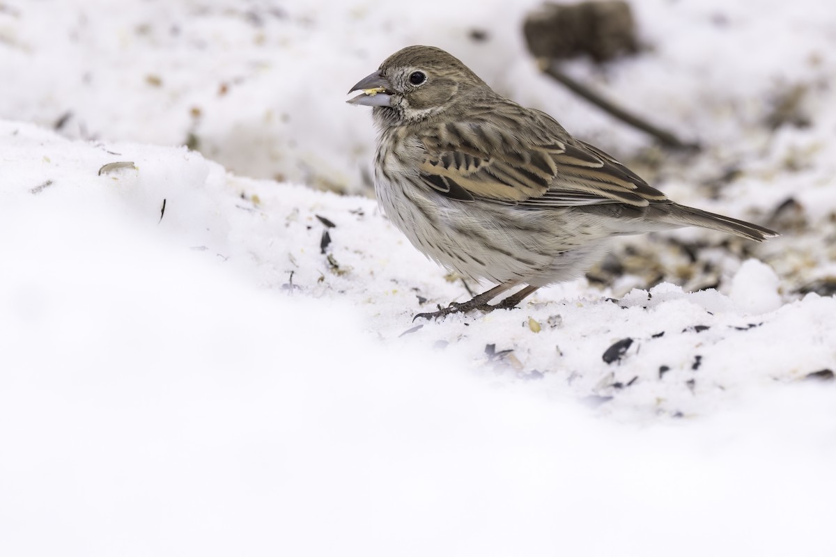 Bruant noir et blanc - ML650399823