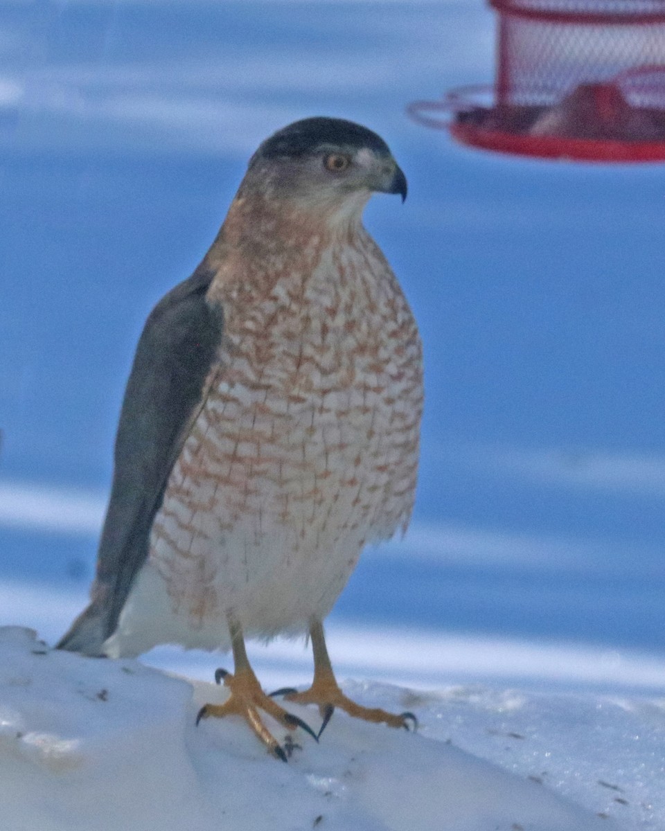 Куперов ястреб - ML650399920