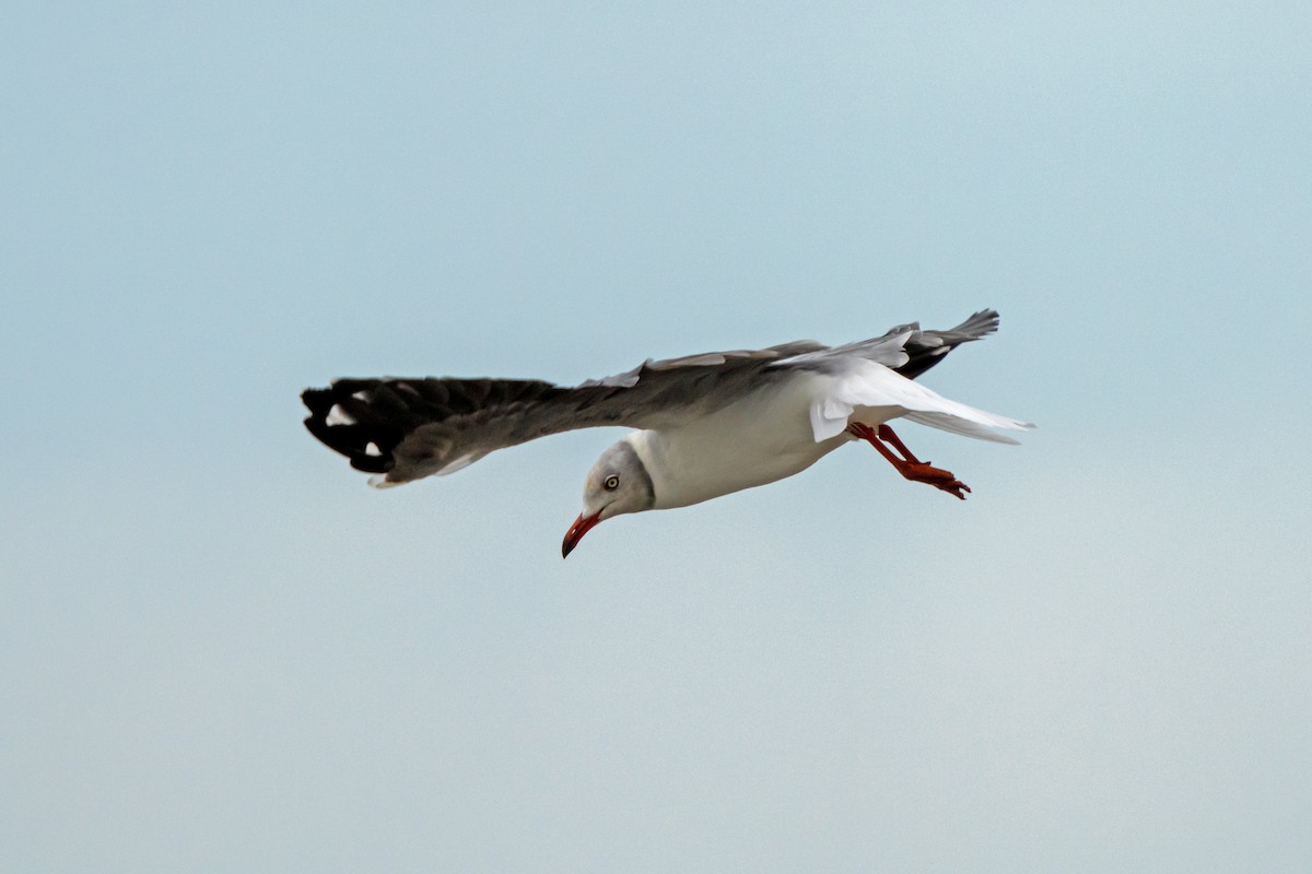 Gray-hooded Gull - ML650400016
