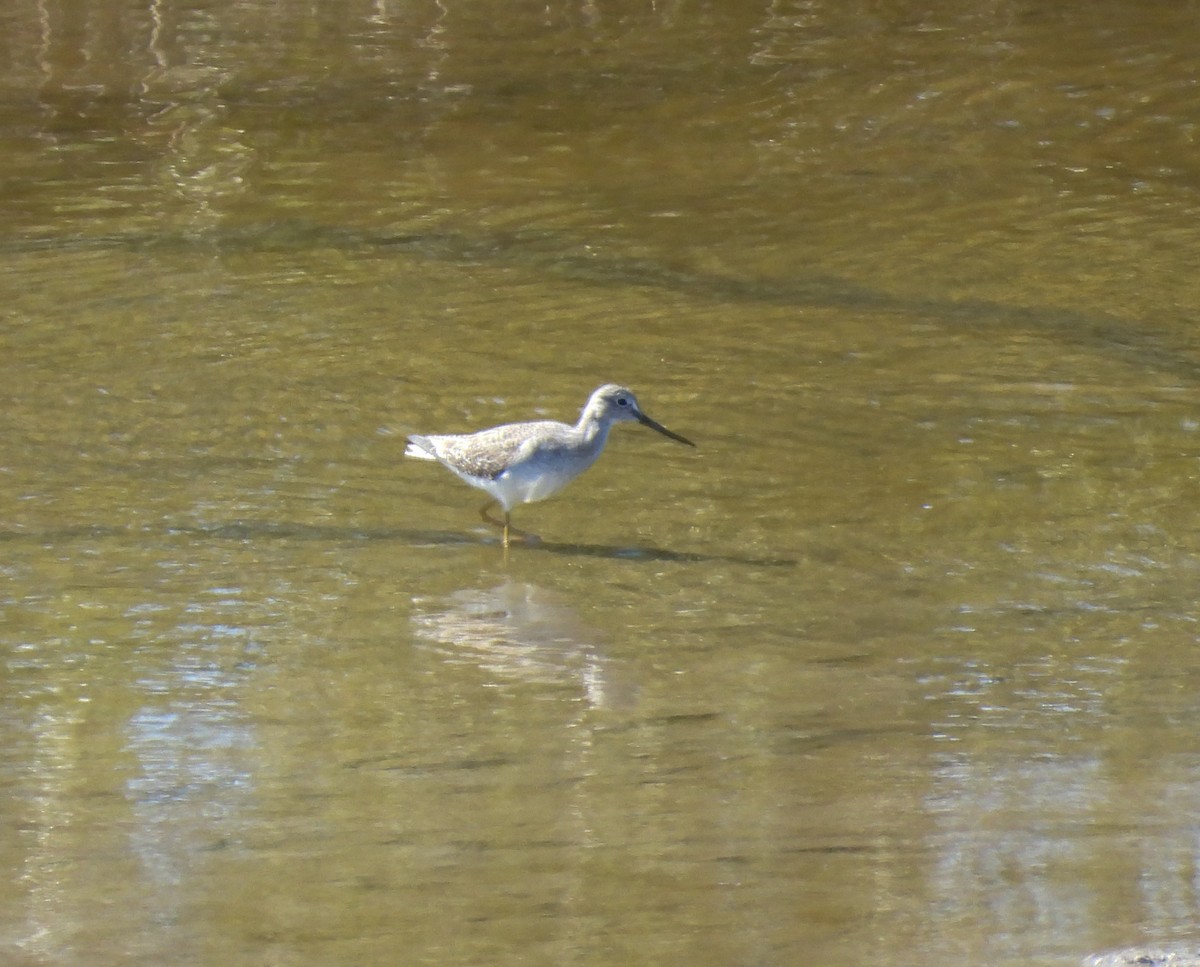 Пёстрый улит - ML650400160