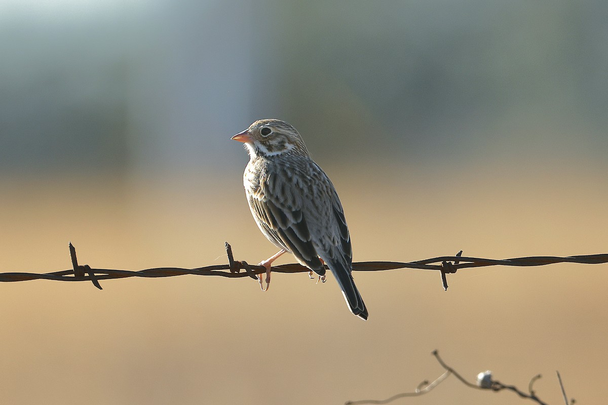 Пасовник польовий - ML650400167