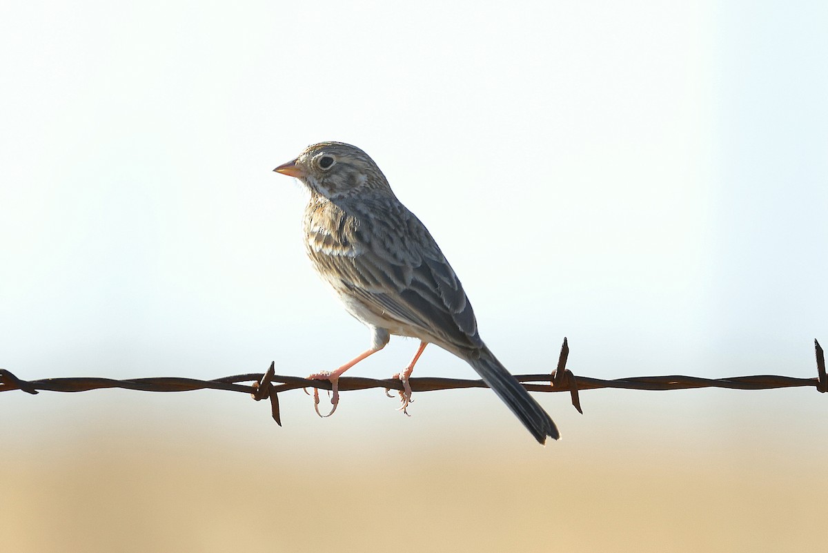 Пасовник польовий - ML650400168