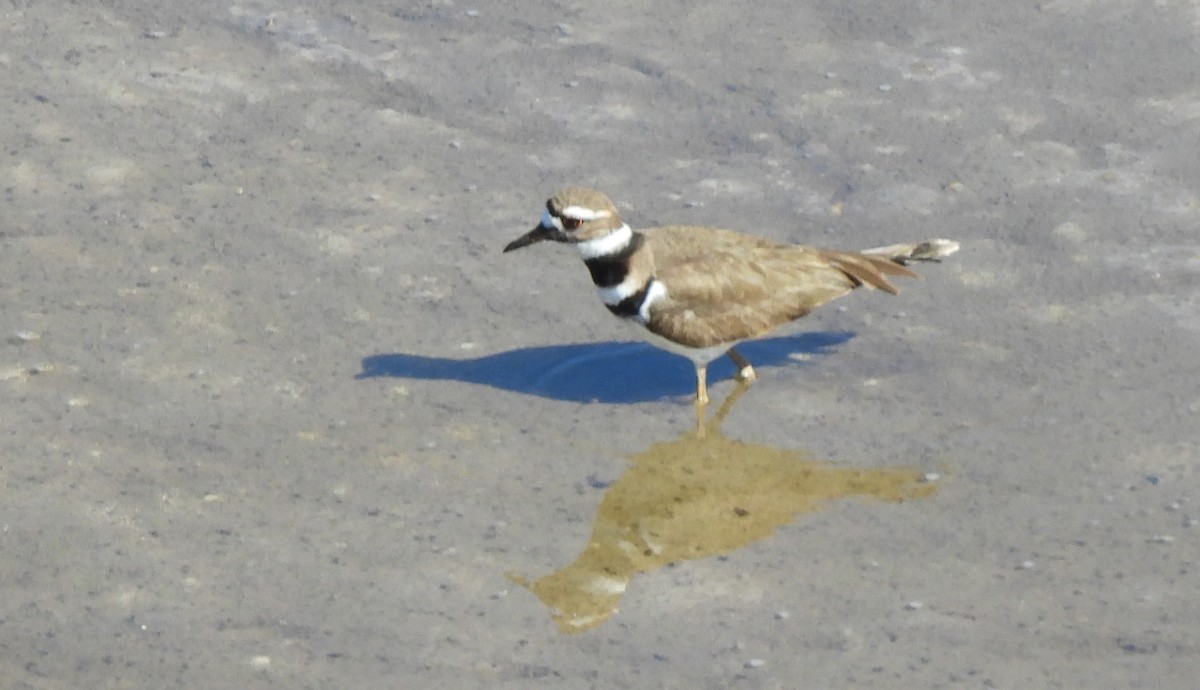 Крикливый зуёк - ML650400219