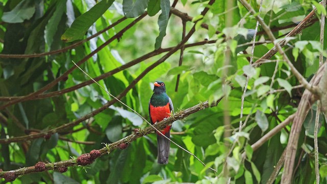Slaty-tailed Trogon - ML650400584