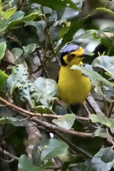 Goldenface - ML650400586