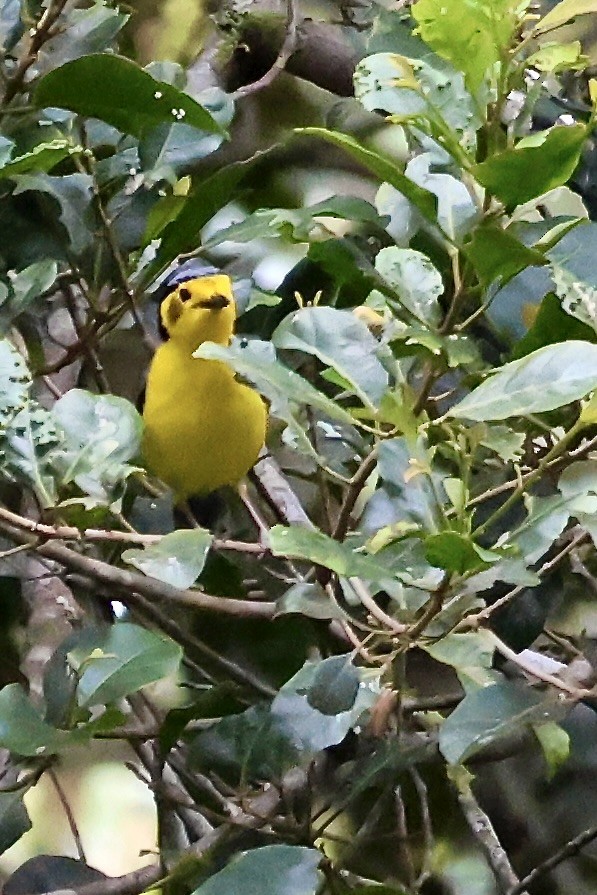 Goldenface - ML650400587