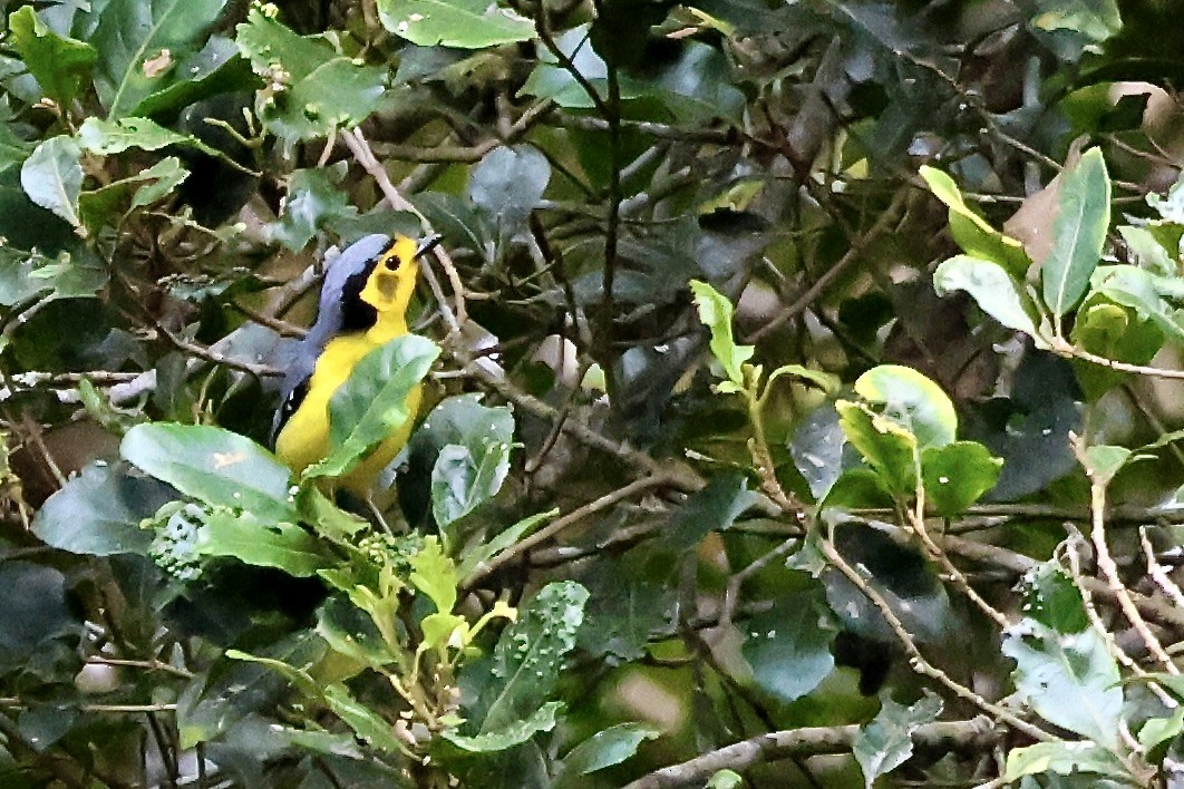 Goldenface - ML650400588