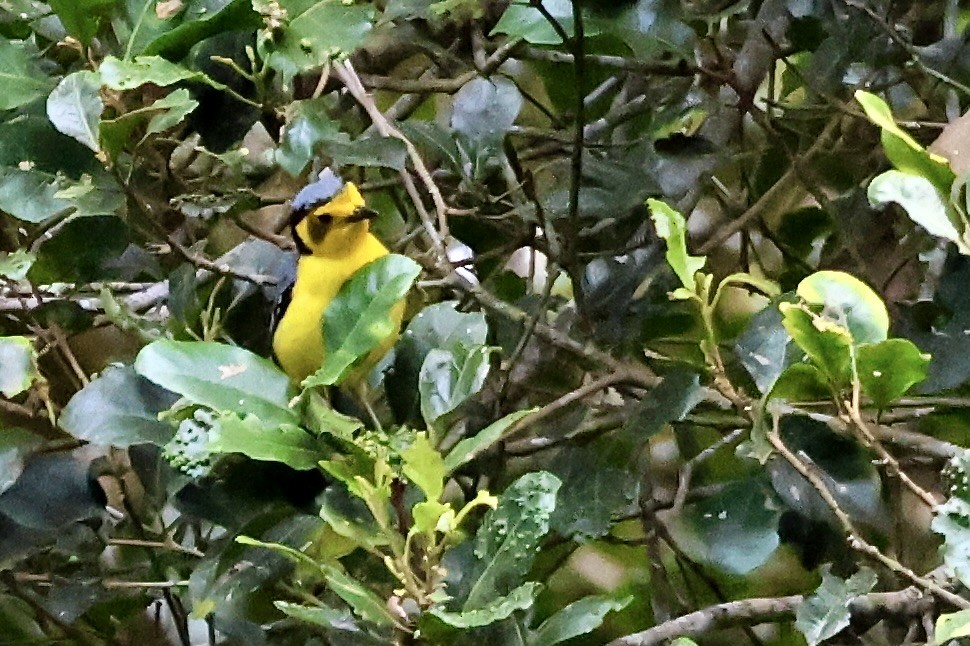 Goldenface - ML650400589