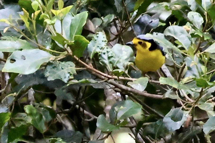 Goldenface - ML650400590