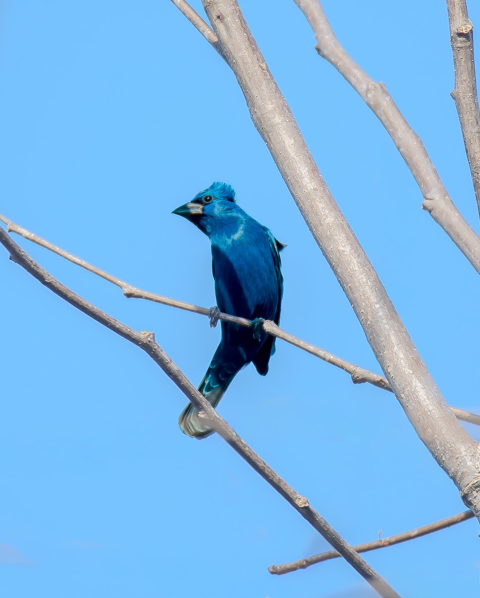 Mavi Çinte - ML650400720