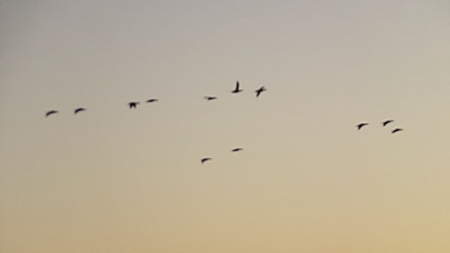 Свищ американський - ML650400941