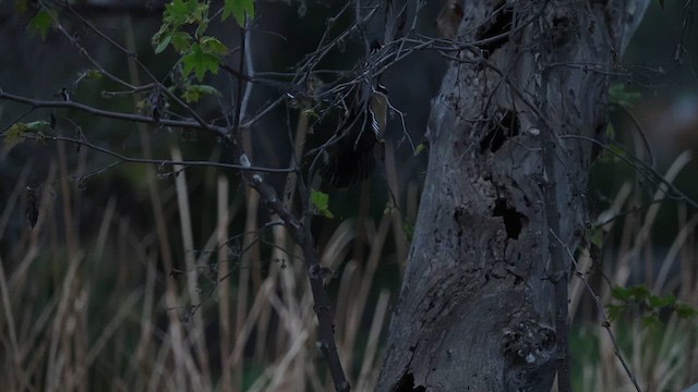 アメリカオシ - ML650400971