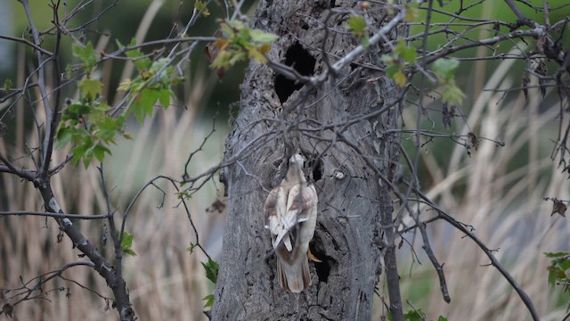 アメリカオシ - ML650400979