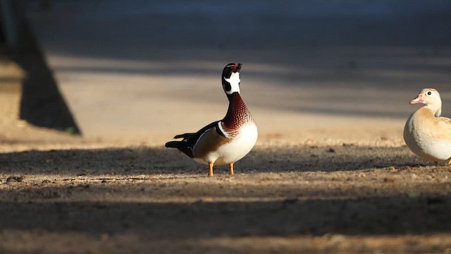 アメリカオシ - ML650401010