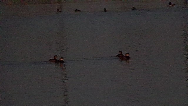 Pied-billed Grebe - ML650401016