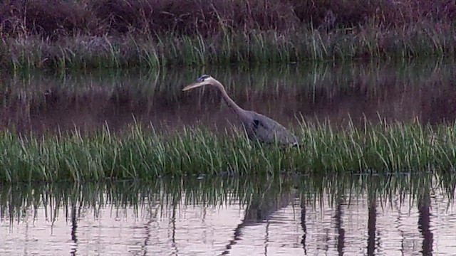 Great Blue Heron - ML650401022