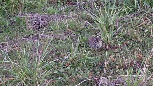 Savannah Sparrow - ML650401071