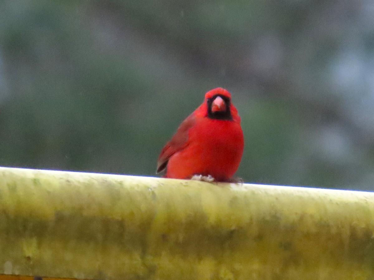 Northern Cardinal - ML650401111
