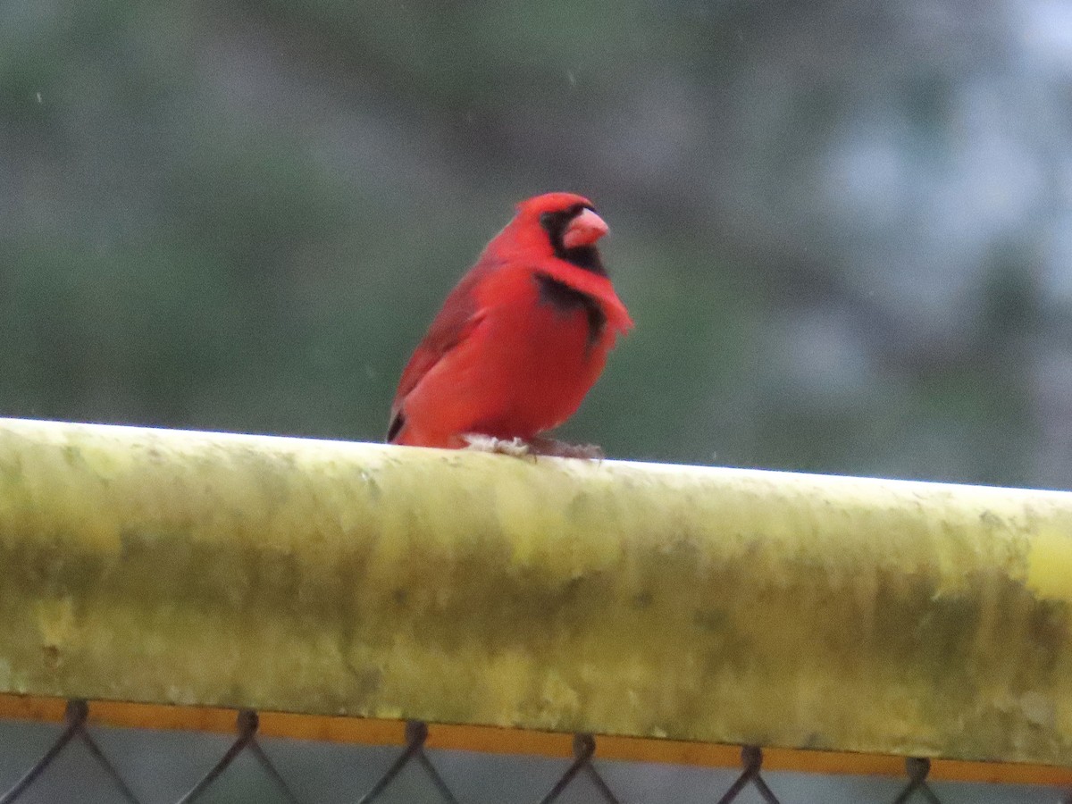 Northern Cardinal - ML650401112
