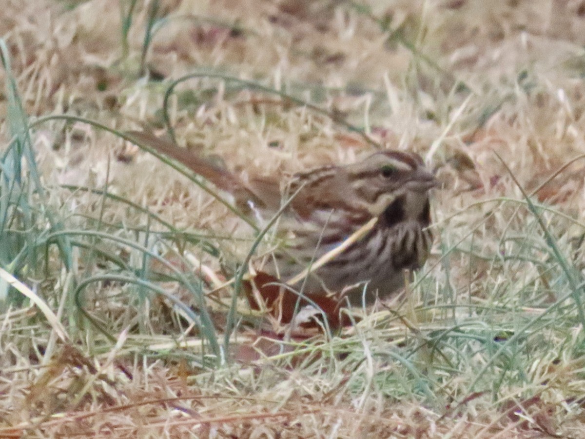 Song Sparrow - ML650401117