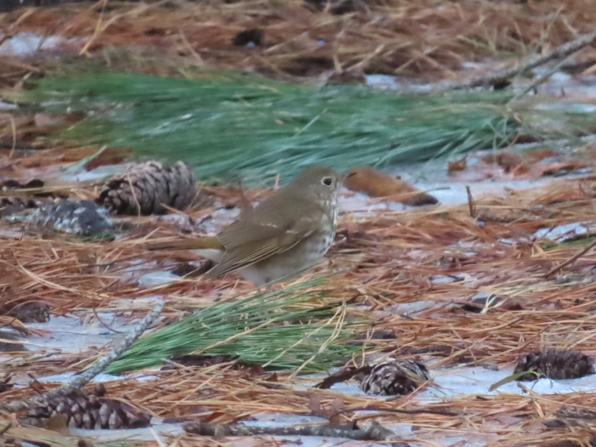 Hermit Thrush - ML650401183