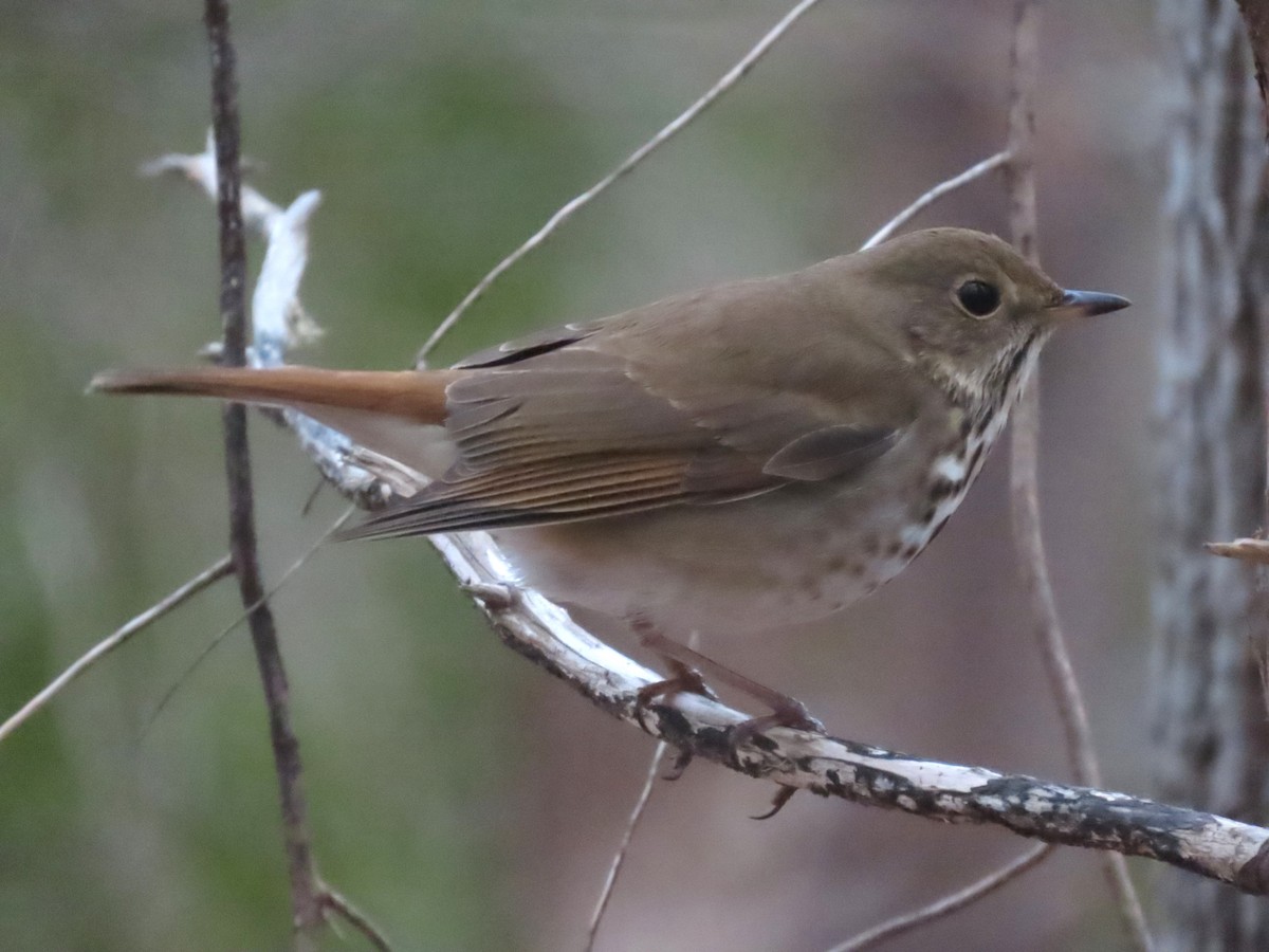 Hermit Thrush - ML650401184