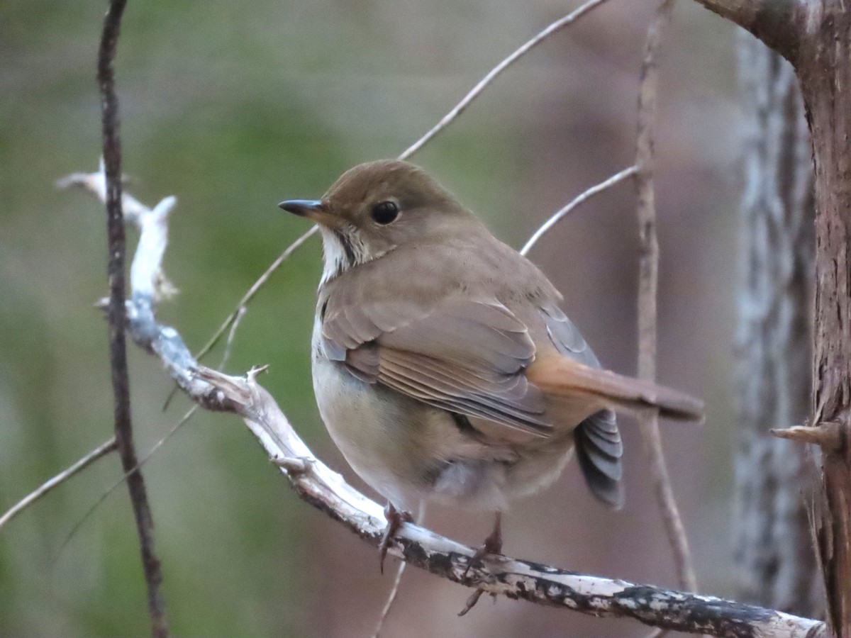 Hermit Thrush - ML650401185