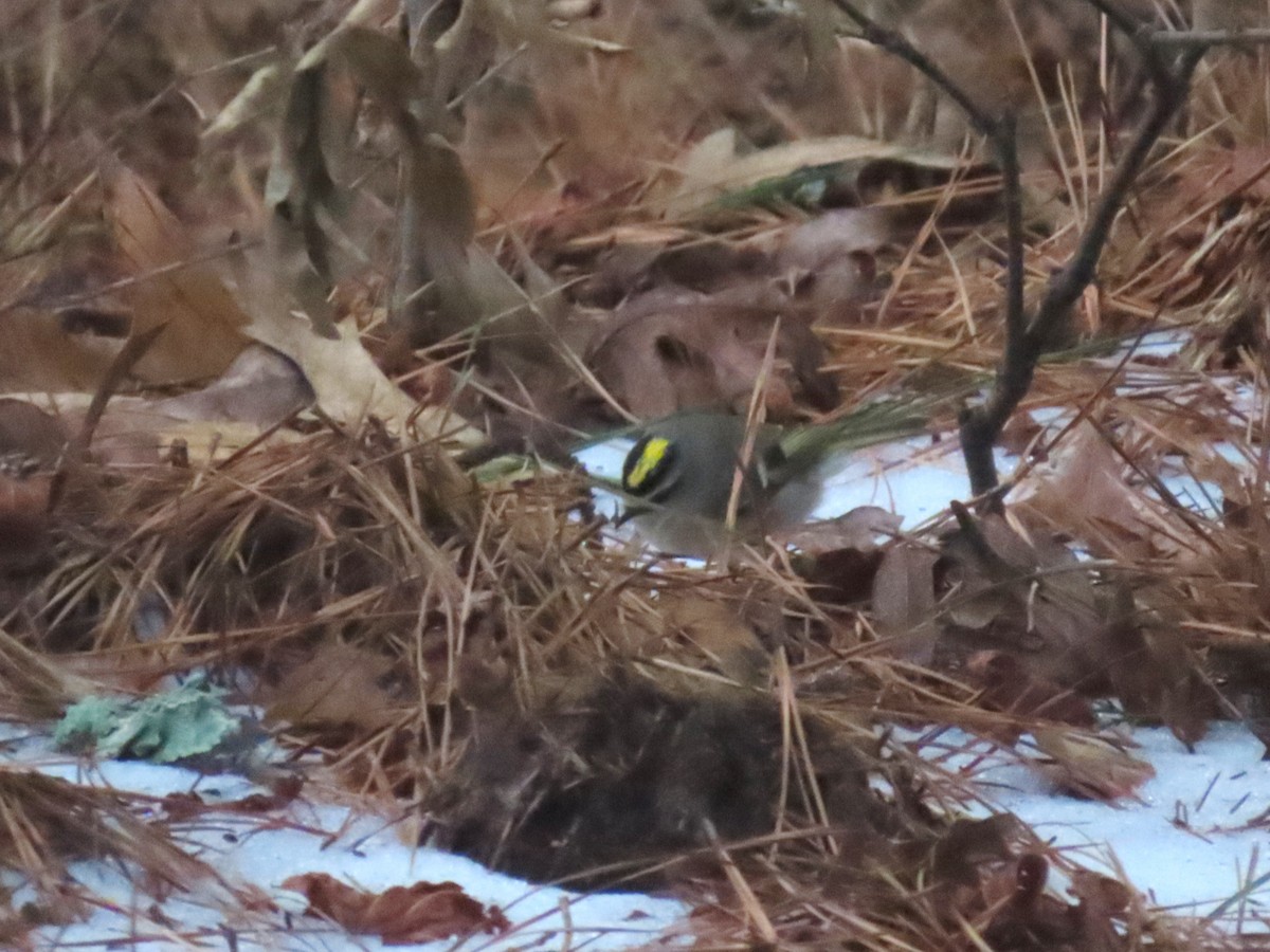 Golden-crowned Kinglet - ML650401220