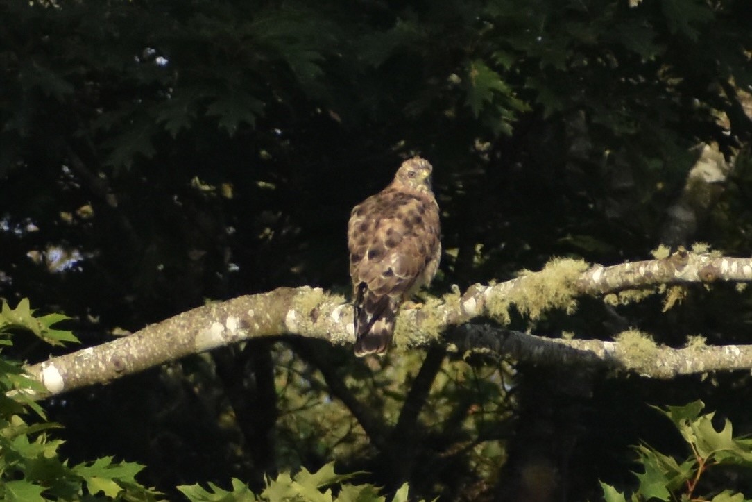 Busardo Aliancho - ML650401926