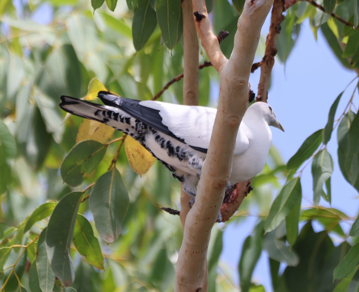 Dúcula Australiana - ML650402522