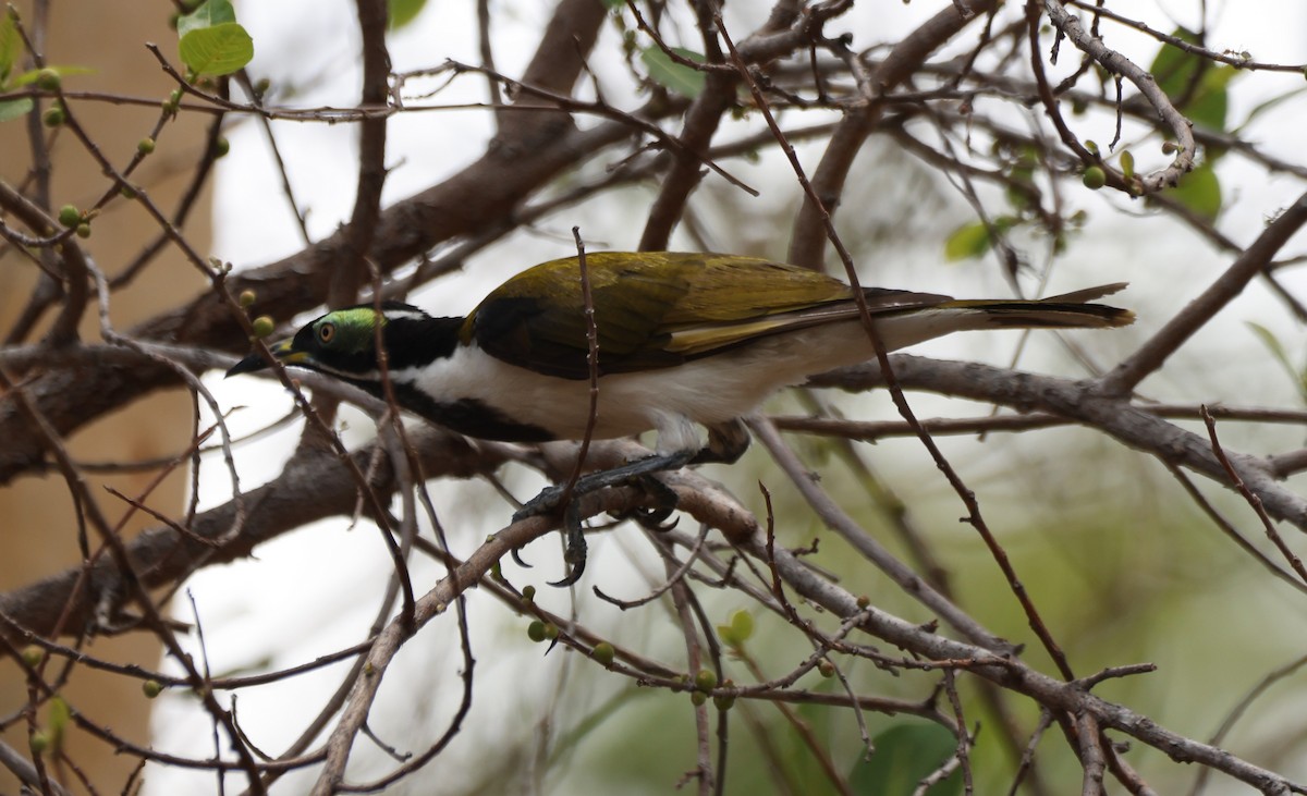 Mielero Cariazul - ML650402556